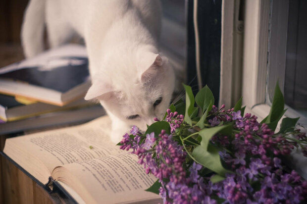 Кіт нюхає бузок, фото Яндекс
