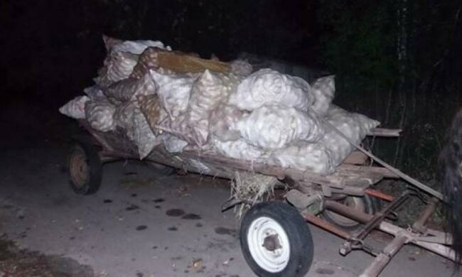 Грабіжники намагалися вивезти 52 мішка радіоактивних яблук з Чорнобиля