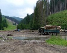 Активисты просят власть спасти украинские леса