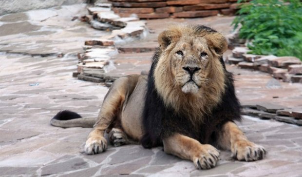 Ужин со львом предлагает посетителям лондонский зоопарк  