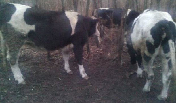 Українця схопили при спробі переправити до Росії чотирьох корів (фото)