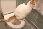 Котик, скриншот: Youtube