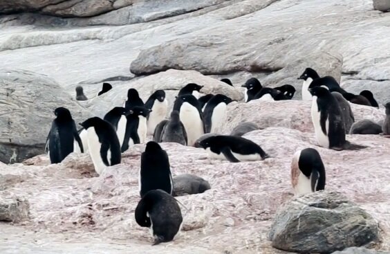 Пінгвіни, скріншот відео