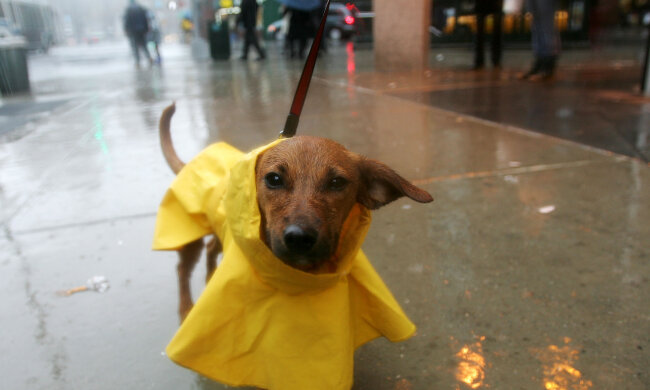 собака, фото Gettyimages