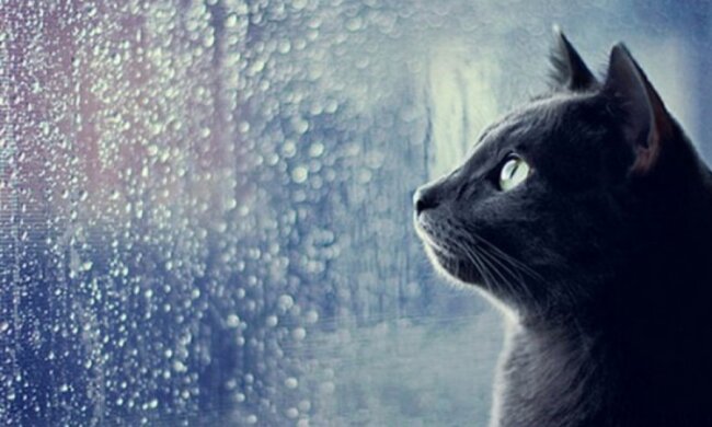 Тепло вернется в Украину вместе с дождями