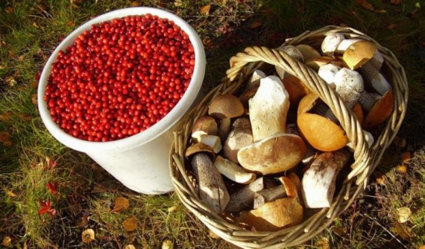 Крымчанам разрешили собирать лишь пять килограммов грибов и ягод