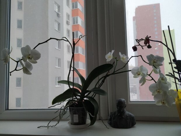 Орхидеи, фото Знай.uа