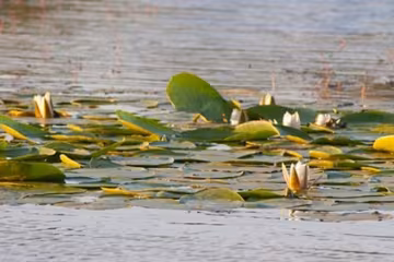 Водяні лілеї та золотаві дерева прикрасили Козацький острів (фото)