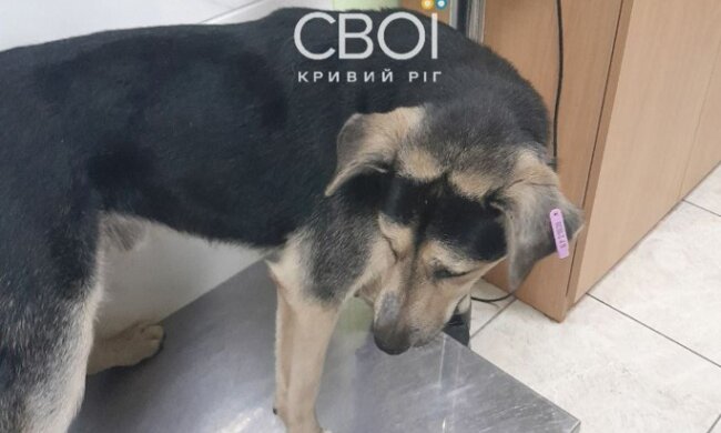 Эксдепутат "ОПЗЖ" подстрелил собаку. Фото Telegram