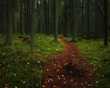 Фотограф заявил, что леса Финляндии самые "живые". Его снимки доказывают, что он абсолютно прав