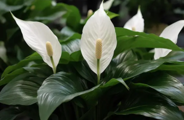 Спатифиллум, изображения из свободных источников