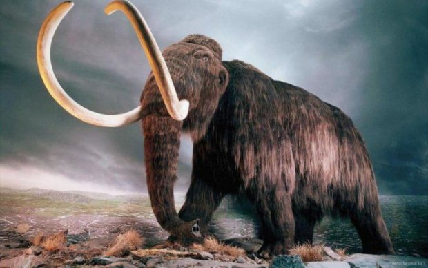 Археологи показали, як виглядали останні мамонти