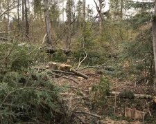 На Прикарпатті слуга народу нарубав лісу на мільйон