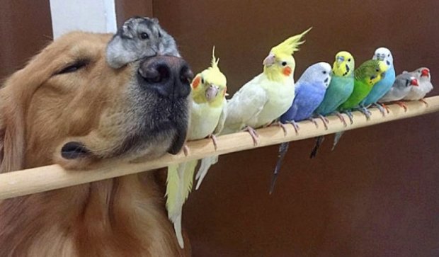 Дружба пса з папугами підкорила інтернет (фото)