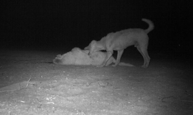 Вчені знайшли собак-канібалів