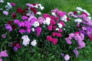 Садовая гвоздика, изображение из свободных источников