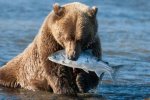 По правилам этикета: грозный хищник удивил туристов
