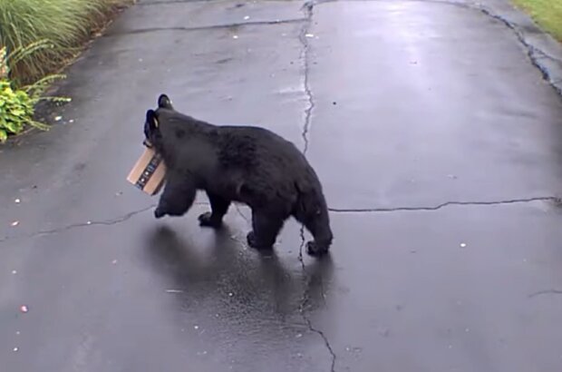 Хитрый медведь украл посылку прямо с порога: будет подрабатывать курьером
