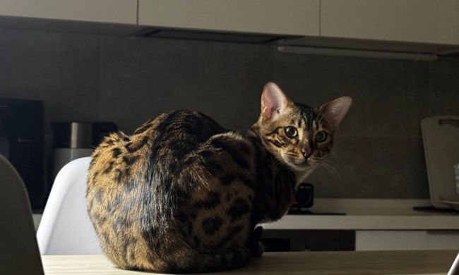 Котик, фото: Знай.ua