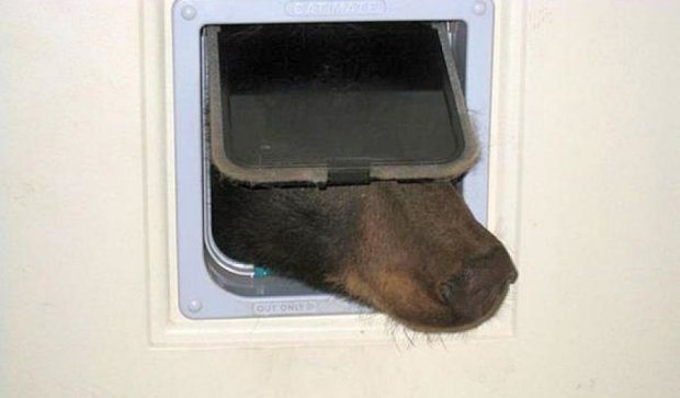 Голодный медведь застрял в дверях для кота в Америке (фото)