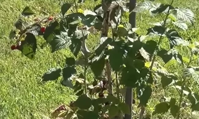 Кущ малини, скріншот з відео