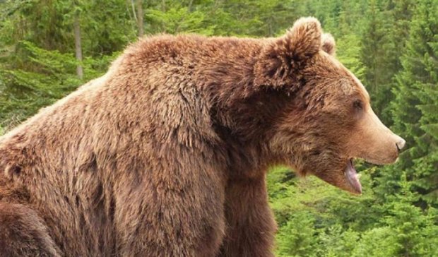 Житель Прикарпатья встретился с медведем в горах (фото)