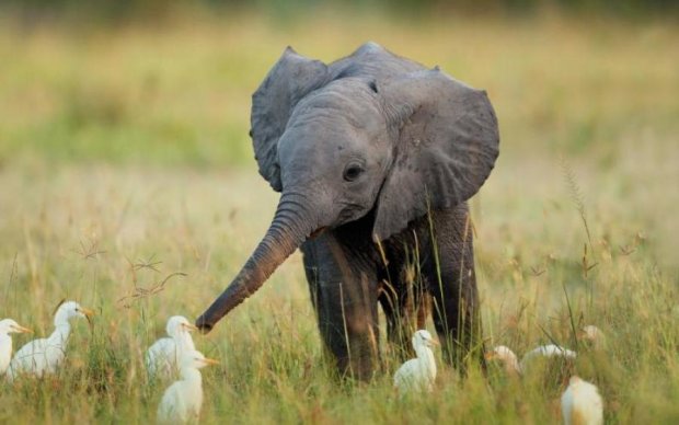 Ближайшего родственника слона нашли в Африке