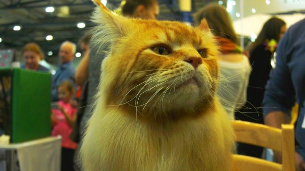 Хвостатий бал: у Києві зібралися в одному місці понад дві сотні котів