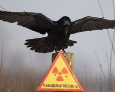 Самоселів у зоні відчуження стає все менше