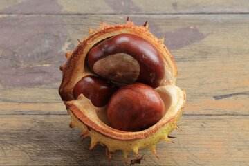 Каштан изображение