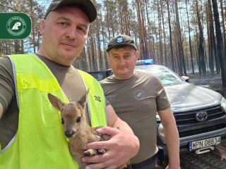 Лесники спасли осиротевшего косулёнка после пожара под Варшавой