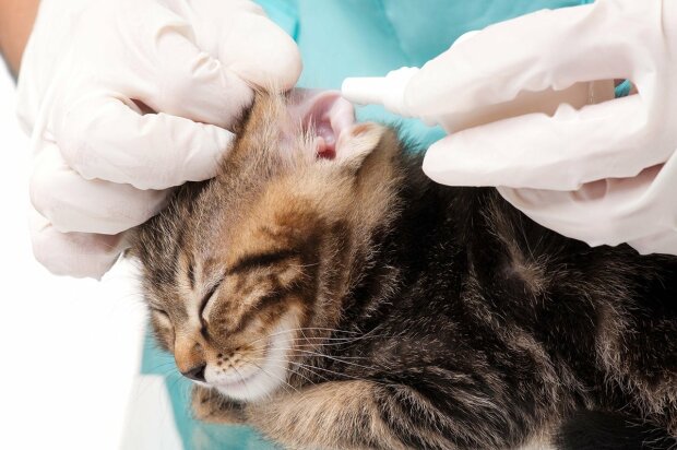 Кіт у ветеринара, фото з відкритих джерел
