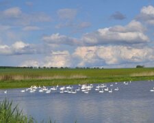 На Тернопольщине село оккупировали гордые птицы – превратили пруд в туристическую Мекку