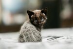 кошеня, pxhere