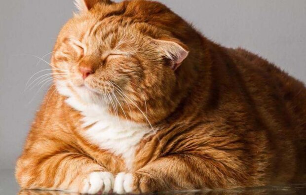 товстий кіт, фото з соцмереж
