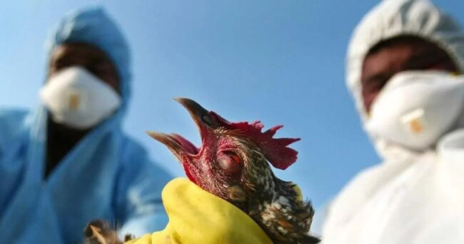 Птичий грипп: болезнь, симптомы, лечение, 24tv.ua