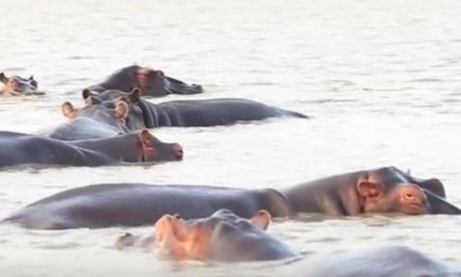 Як бегемоти провчили акулу (відео)