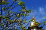 Франківські каштани з'їхали з глузду - цвітуть, як у травні