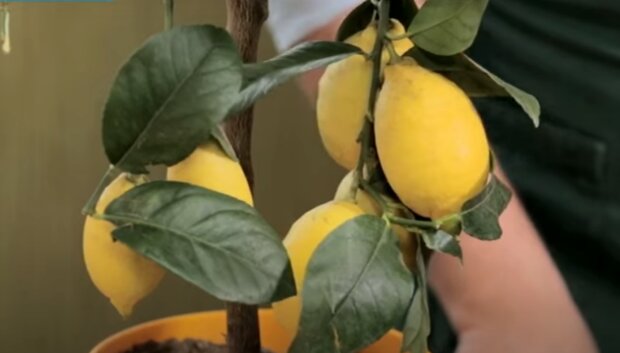 Українець виростив гігантські лимони на підвіконні - поливає і порошинки здуває