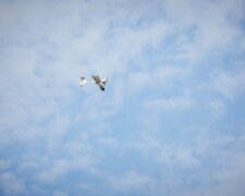 Доставка за допомогою БПЛА, скріншот: Telegram