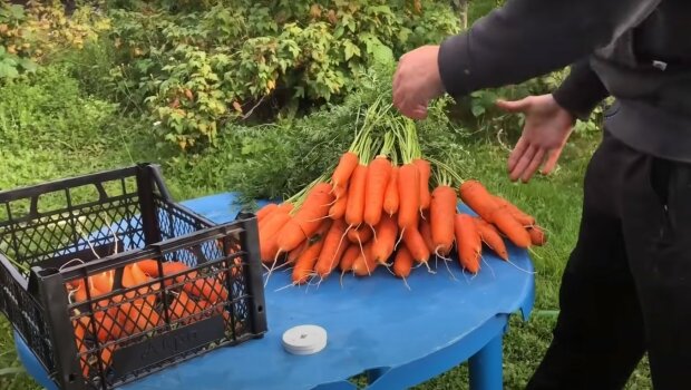 врожай моркви, скріншот з відео