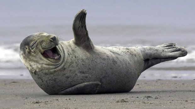 Паваротті з плавниками: в океанаріумі тюленя навчили співати для опери