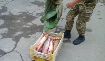 Браконьеры наловили на 750 тысяч гривен (фото, видео)