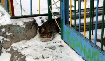 Київських котів пропишуть в підвалах і на горищах