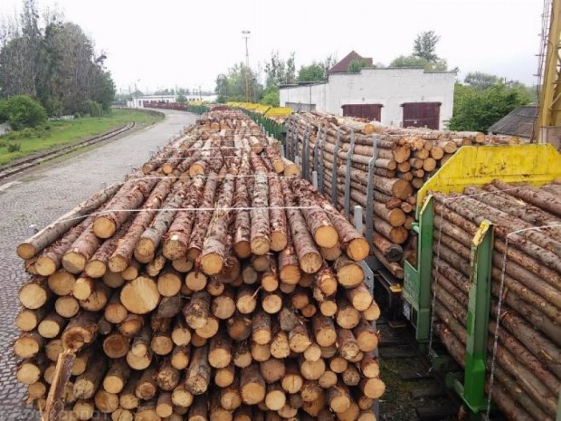 На кордоні 182 вагона деревини готували для контрабанди в ЄС