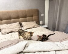 Котики, постіль, ліжко, фото: Знай.ua
