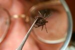 В Україні активізувалися кровопивці: кількість хворих українців зростає
