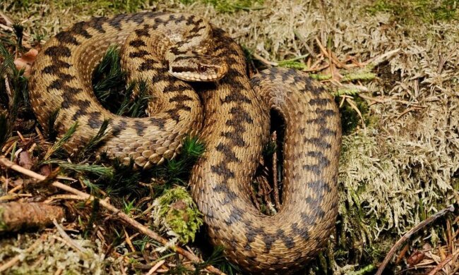 Змея, фото: свободный источник