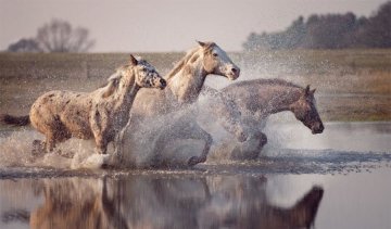 Любов до коней фотограф передала через об'єктив