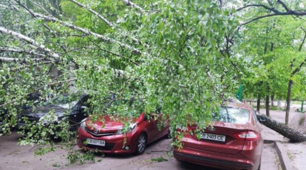 Ураган в Чернигове, фото: my.chernigov.ua